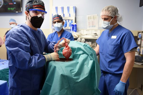 Succesvolle transplantatie varkenshart